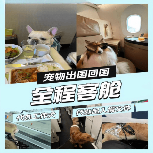 鹤岗市宠物托运到白俄罗斯宠物入境规定和要求
