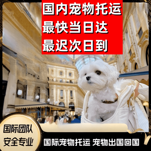 鹤岗市到澳大利亚（澳洲）宠物入境规定和要求